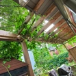 Stone Patio + Bamboo Fence - Photo #6