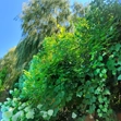Wedding Garden - Photo #6